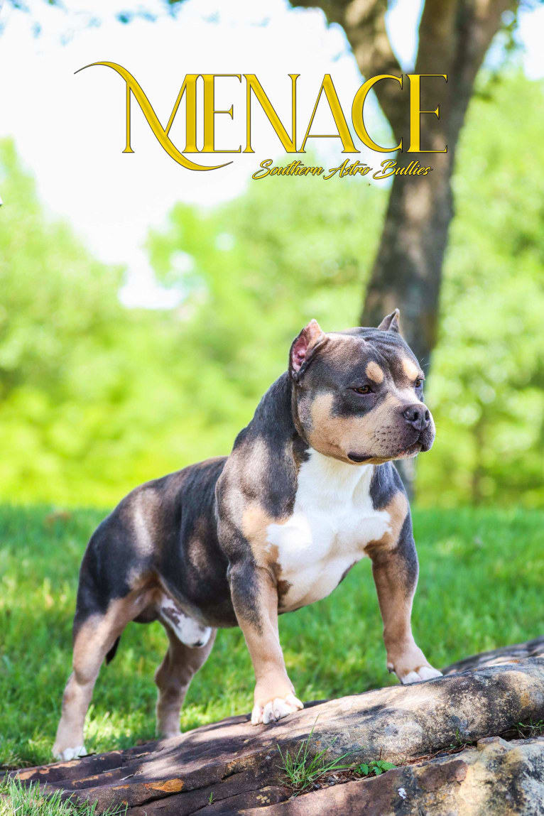 MENACE OF BENAVIDES BULLIES, an American Bully tested with EmbarkVet.com