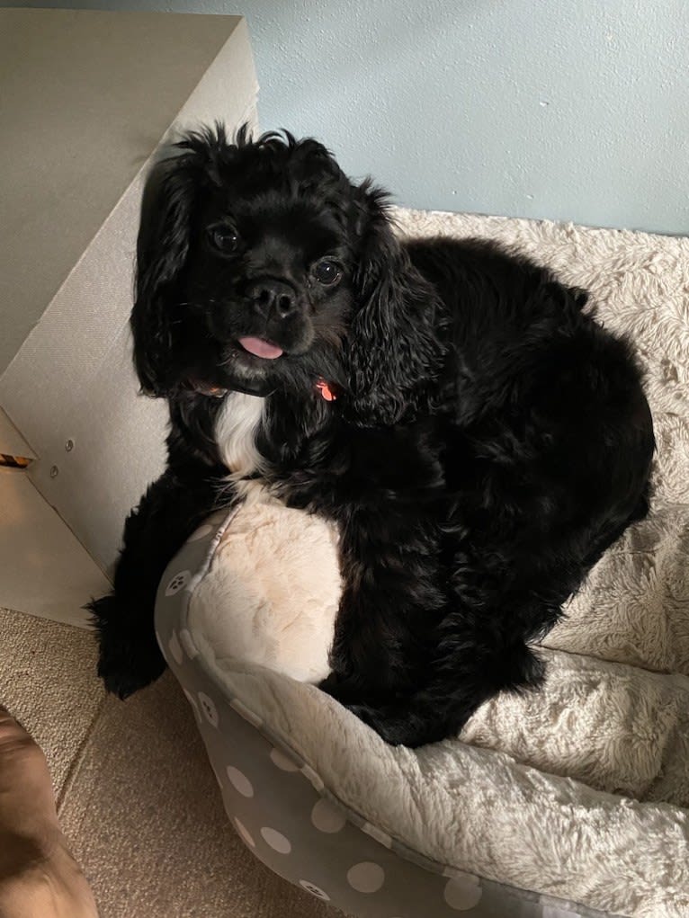 Pepper, a Cavalier King Charles Spaniel and Cocker Spaniel mix tested with EmbarkVet.com