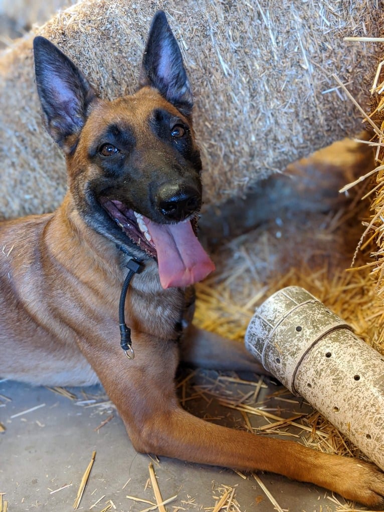 Nyx, a Belgian Shepherd tested with EmbarkVet.com