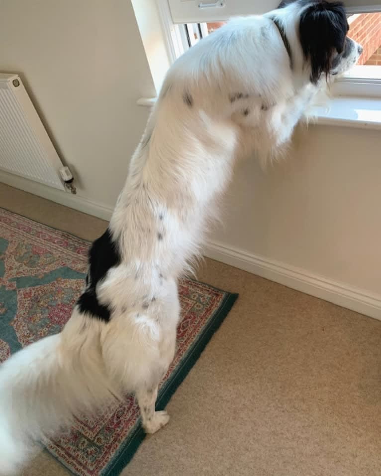 Oliver, a Border Collie and Australian Shepherd mix tested with EmbarkVet.com