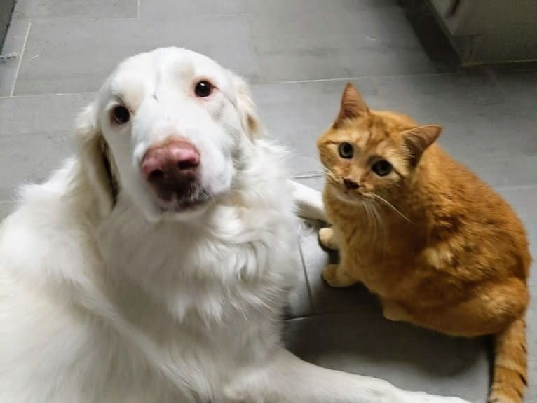 Bear, a Great Pyrenees and Great Dane mix tested with EmbarkVet.com