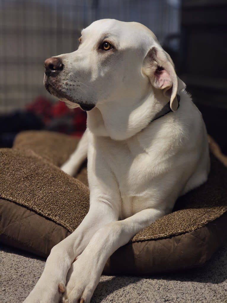 Riggs, a Great Pyrenees and Great Dane mix tested with EmbarkVet.com