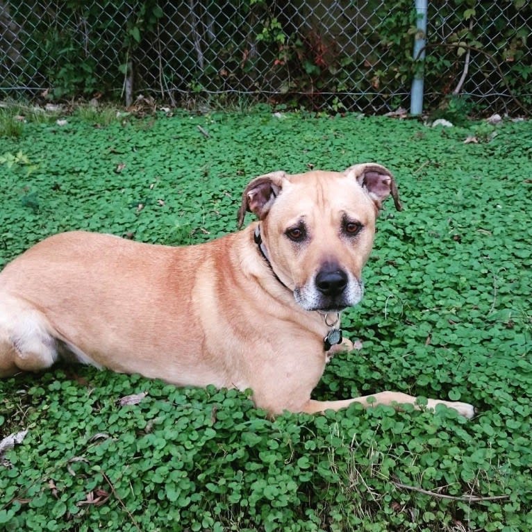 Davis, an American Pit Bull Terrier and Siberian Husky mix tested with EmbarkVet.com