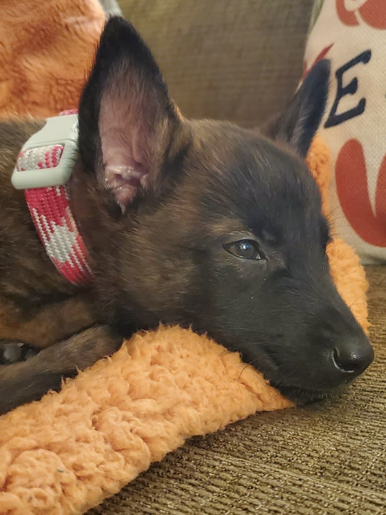 Ripley, a Dutch Shepherd tested with EmbarkVet.com