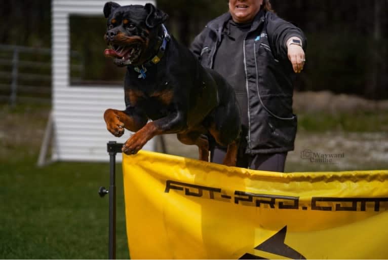 Kratos Raiju, a Rottweiler tested with EmbarkVet.com