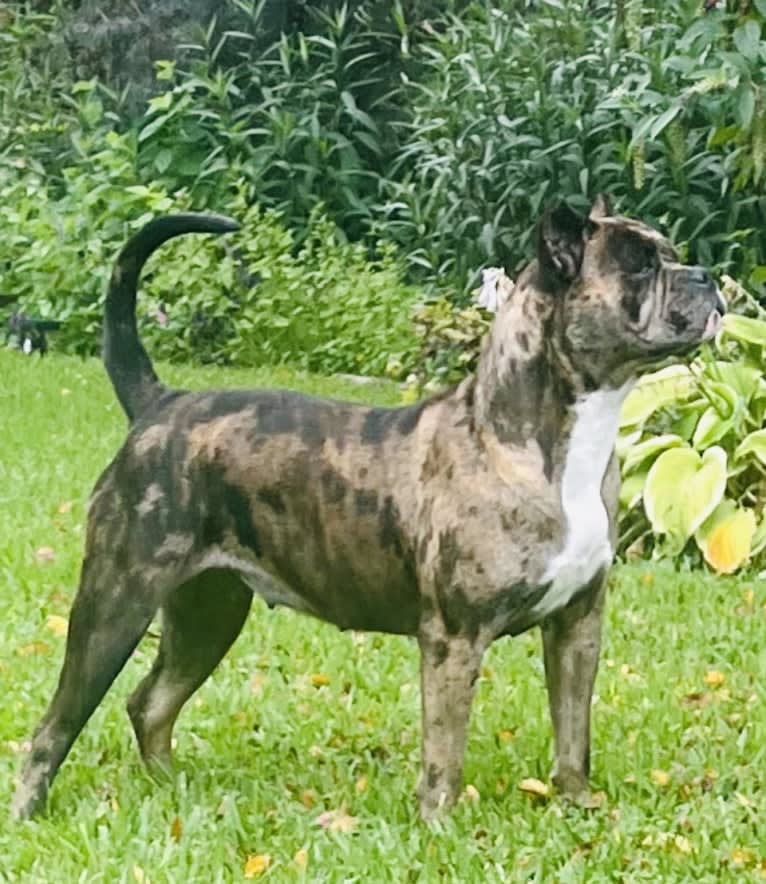 Oreo, a Bulldog and Boxer mix tested with EmbarkVet.com