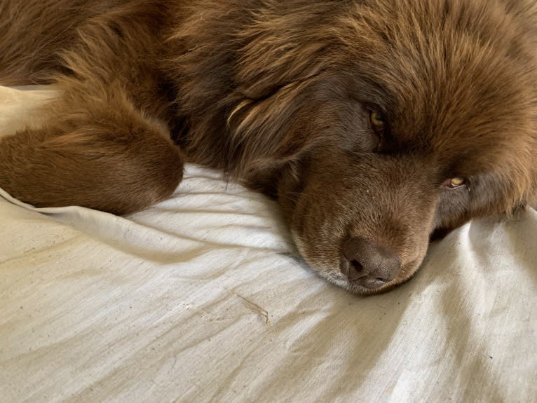 Rosey, a Newfoundland and Siberian Husky mix tested with EmbarkVet.com