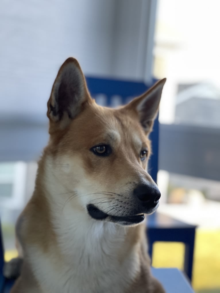 Dax, a Carolina Dog tested with EmbarkVet.com