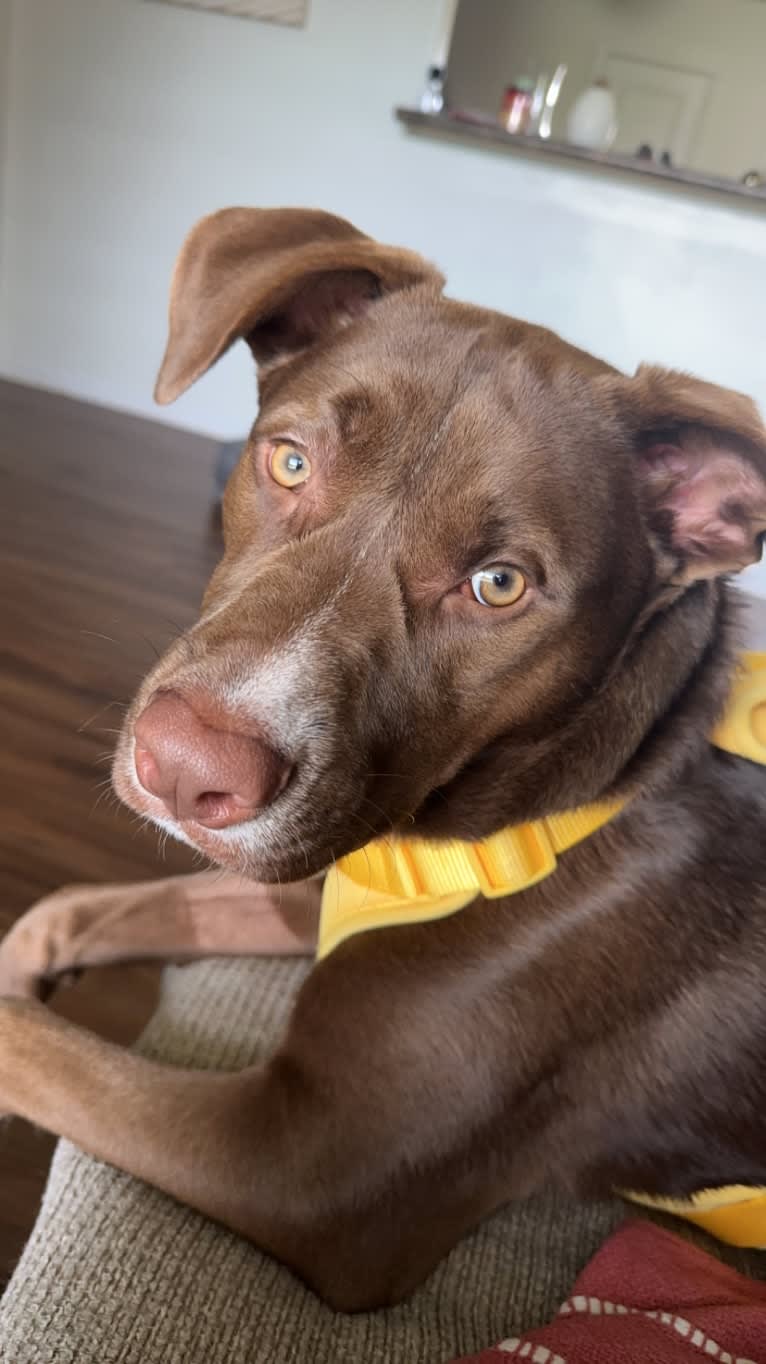 Finley, an American Pit Bull Terrier and Siberian Husky mix tested with EmbarkVet.com