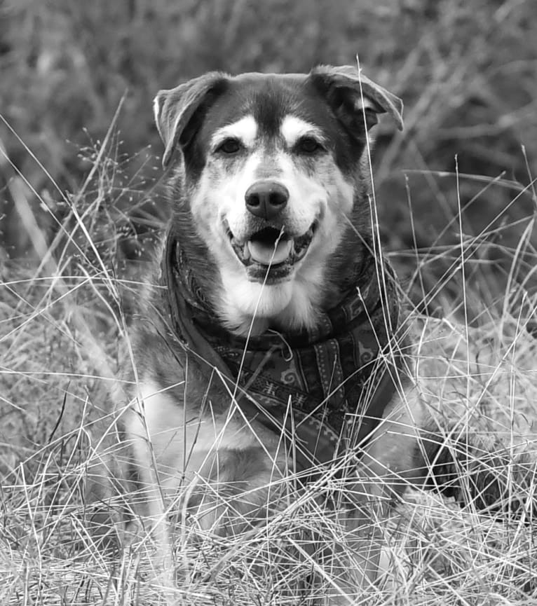 Chu, a Labrador Retriever and Siberian Husky mix tested with EmbarkVet.com