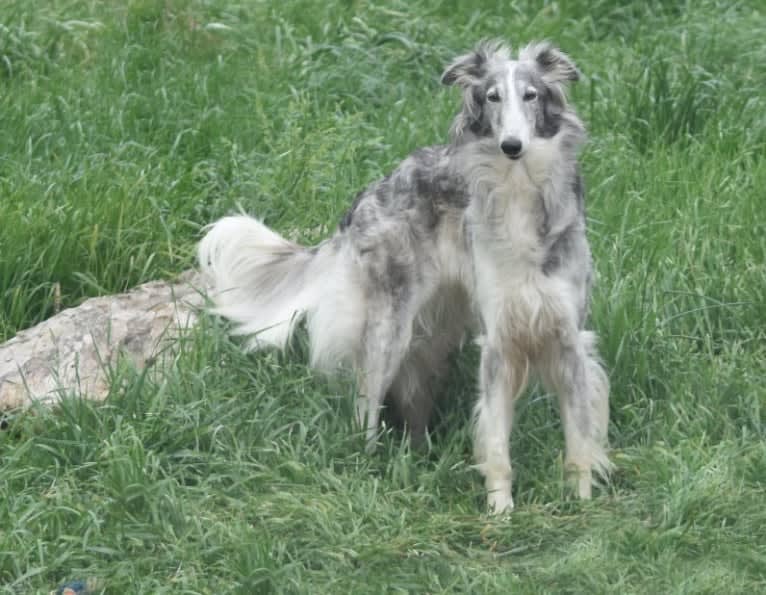 Tirza, a Silken Windhound tested with EmbarkVet.com