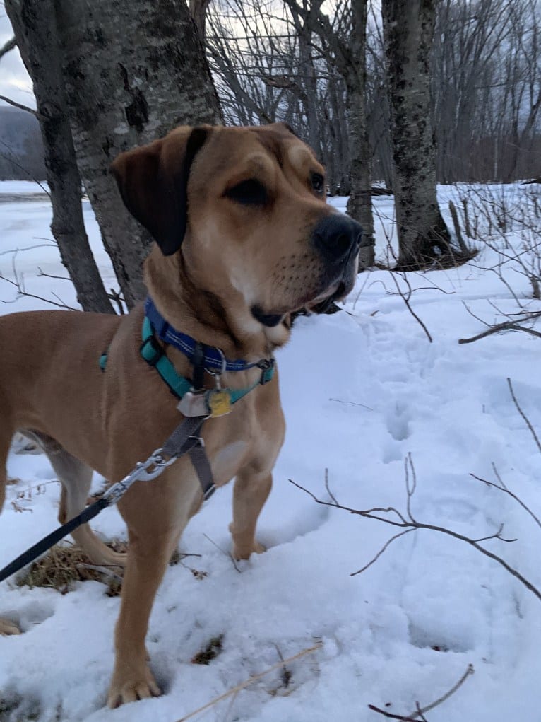 Hutch, a Cane Corso and Labrador Retriever mix tested with EmbarkVet.com