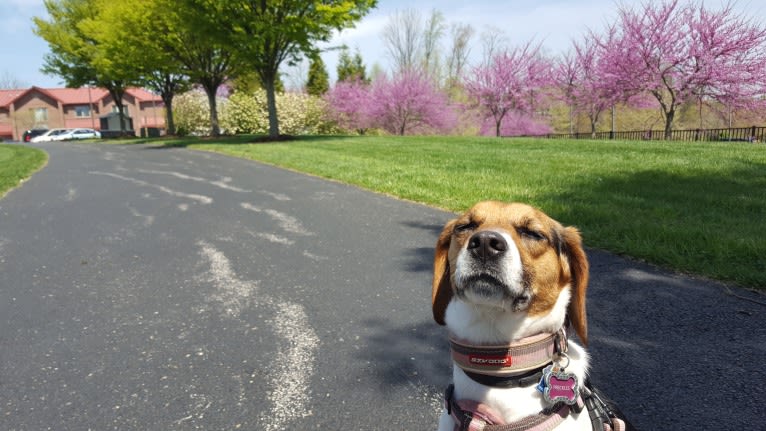 Freckles, a Beagle and German Shepherd Dog mix tested with EmbarkVet.com