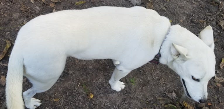 Midget, a Miniature Schnauzer and Chow Chow mix tested with EmbarkVet.com