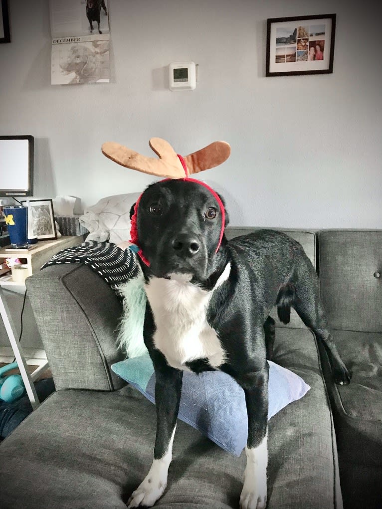 Ralph, an Australian Cattle Dog and American Pit Bull Terrier mix tested with EmbarkVet.com