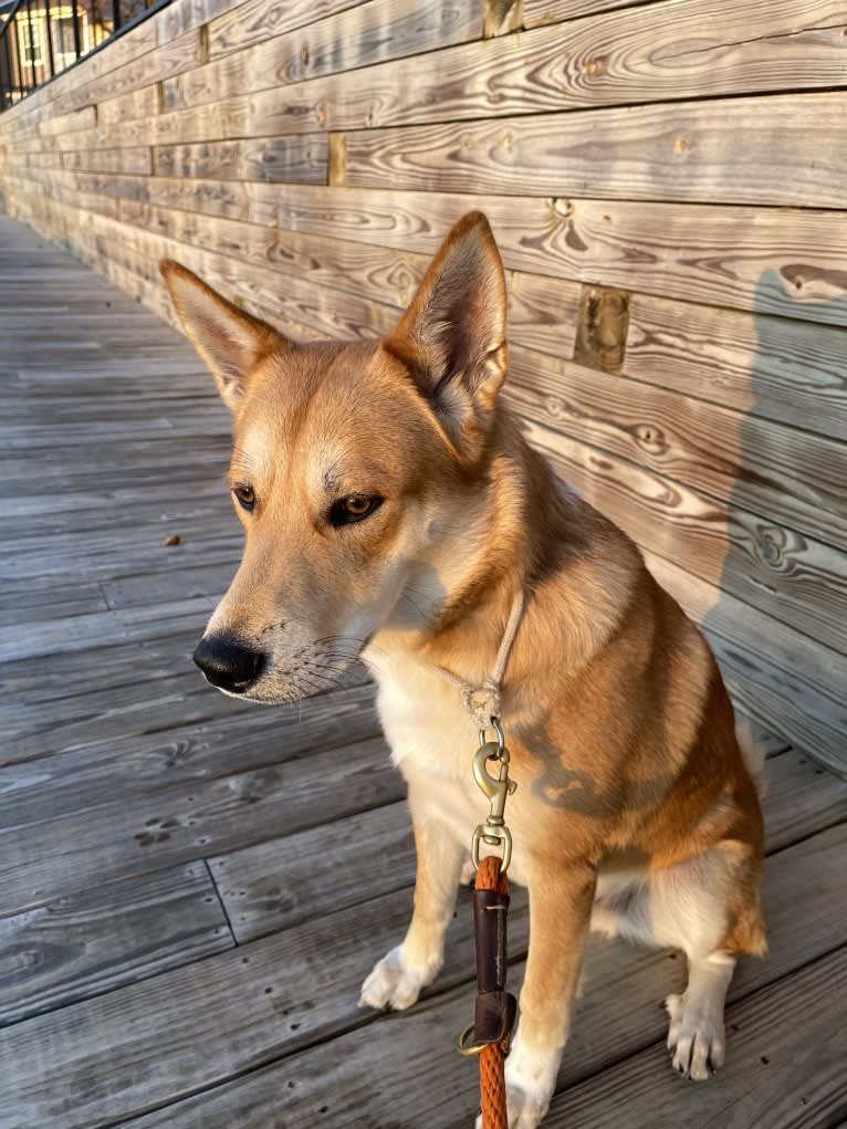 Dax, a Carolina Dog tested with EmbarkVet.com