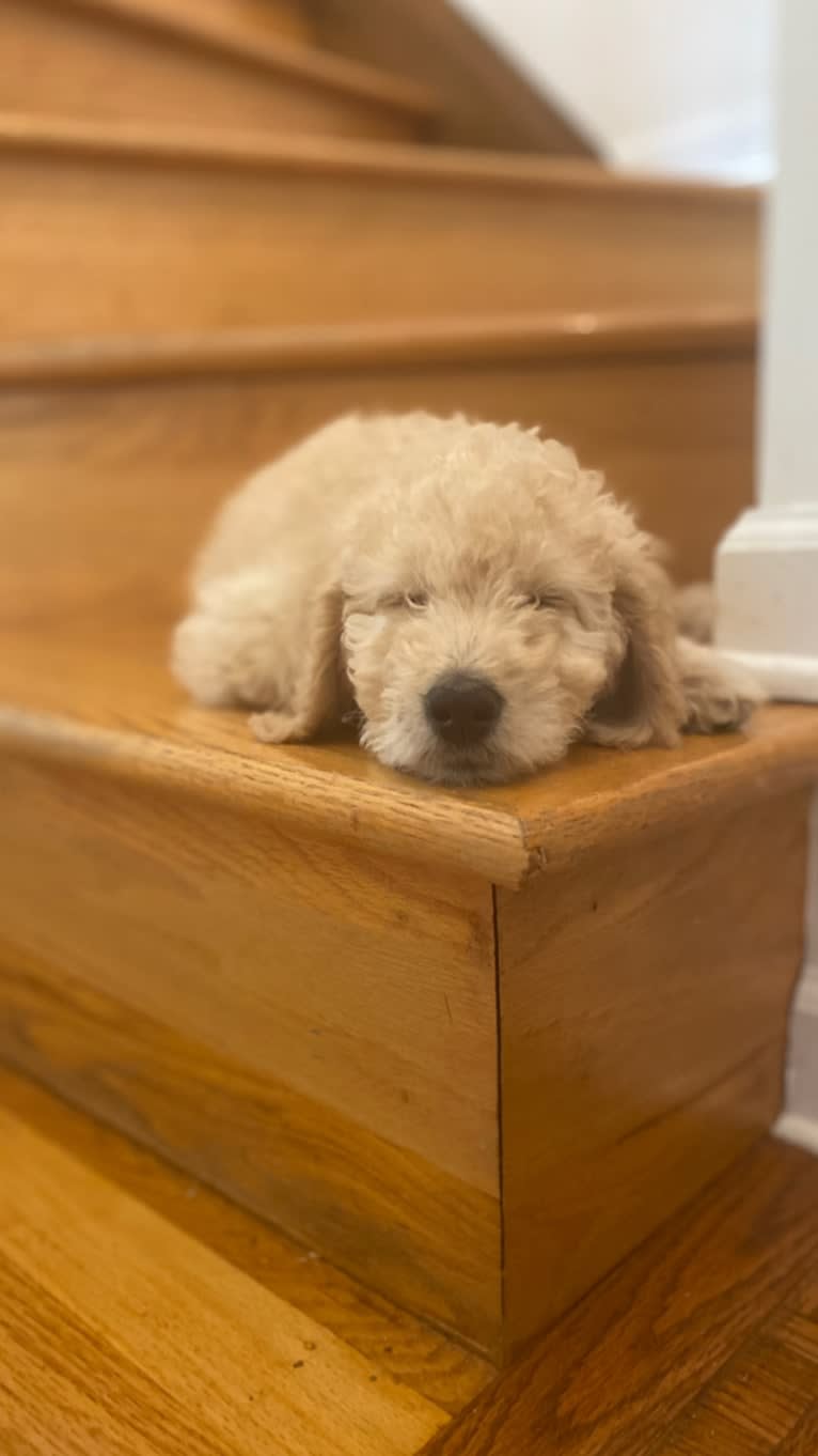 Jane, a Goldendoodle tested with EmbarkVet.com