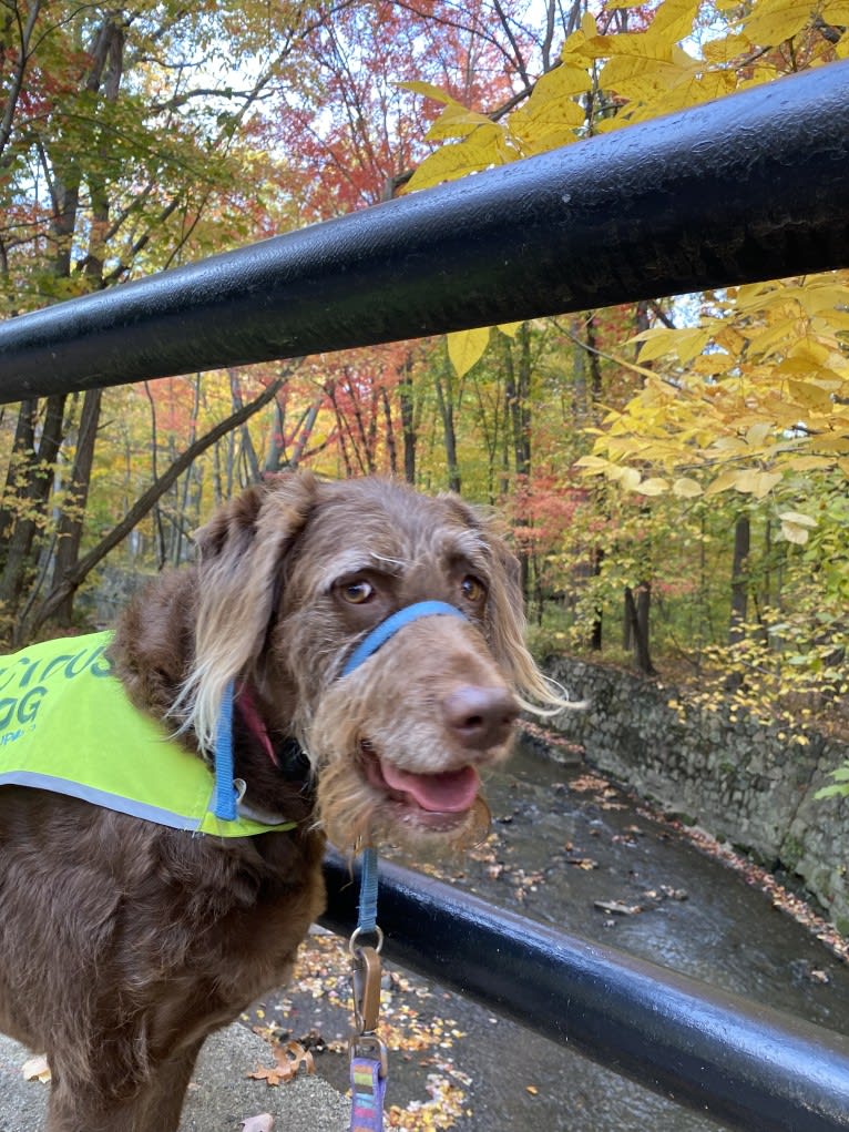 Sydney, a Labradoodle tested with EmbarkVet.com