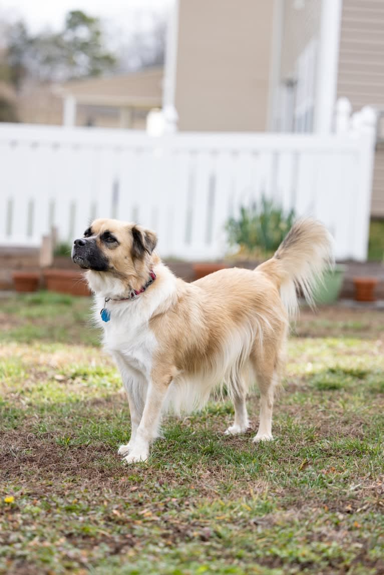 Joko, an American Pit Bull Terrier and Chow Chow mix tested with EmbarkVet.com