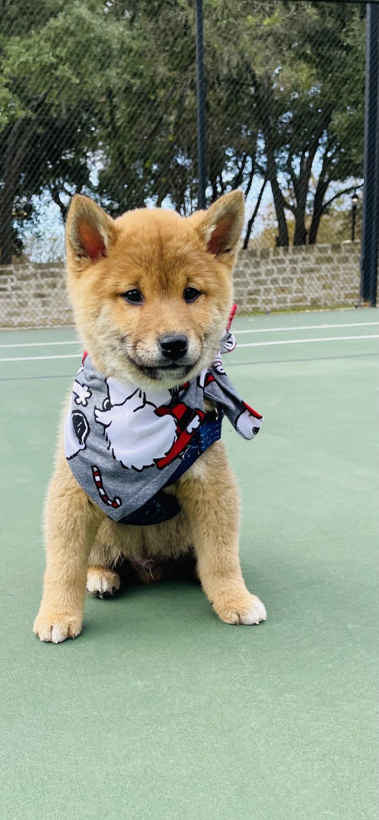 Yusuke Urameshi, a Shiba Inu tested with EmbarkVet.com