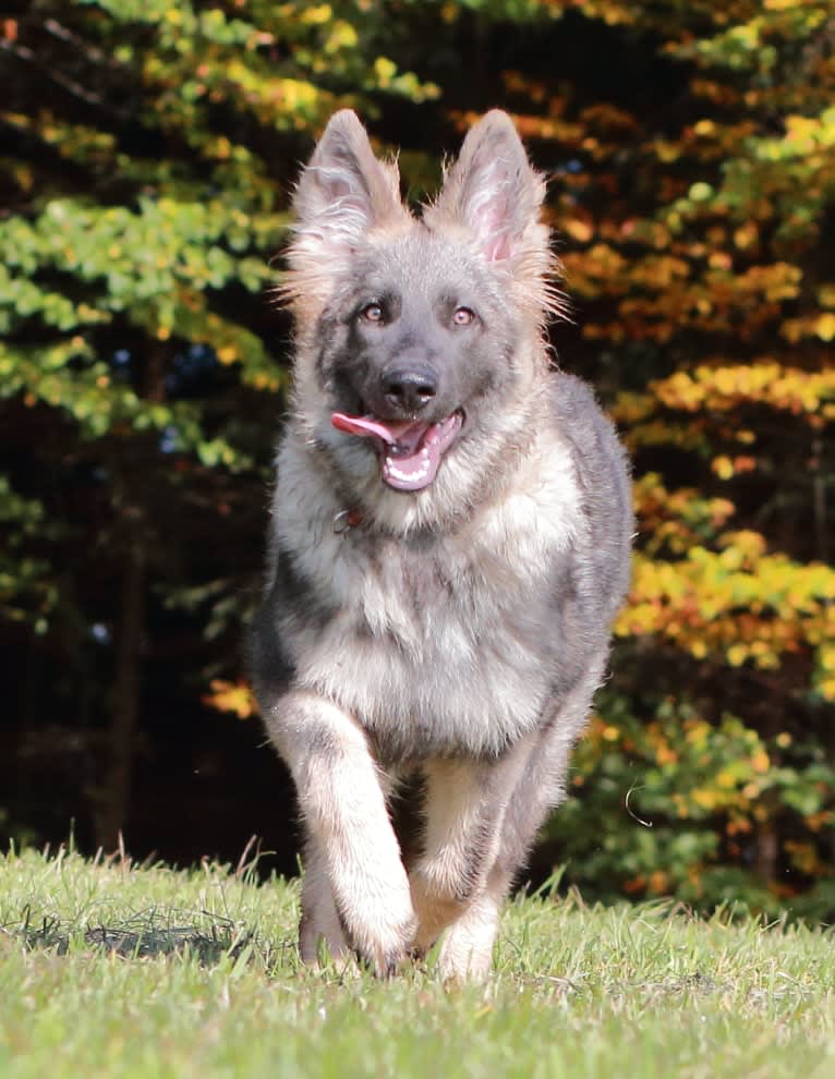 "Hidayah" Wild Ice Hidayah Fenris Fangs, a German Shepherd Dog tested with EmbarkVet.com