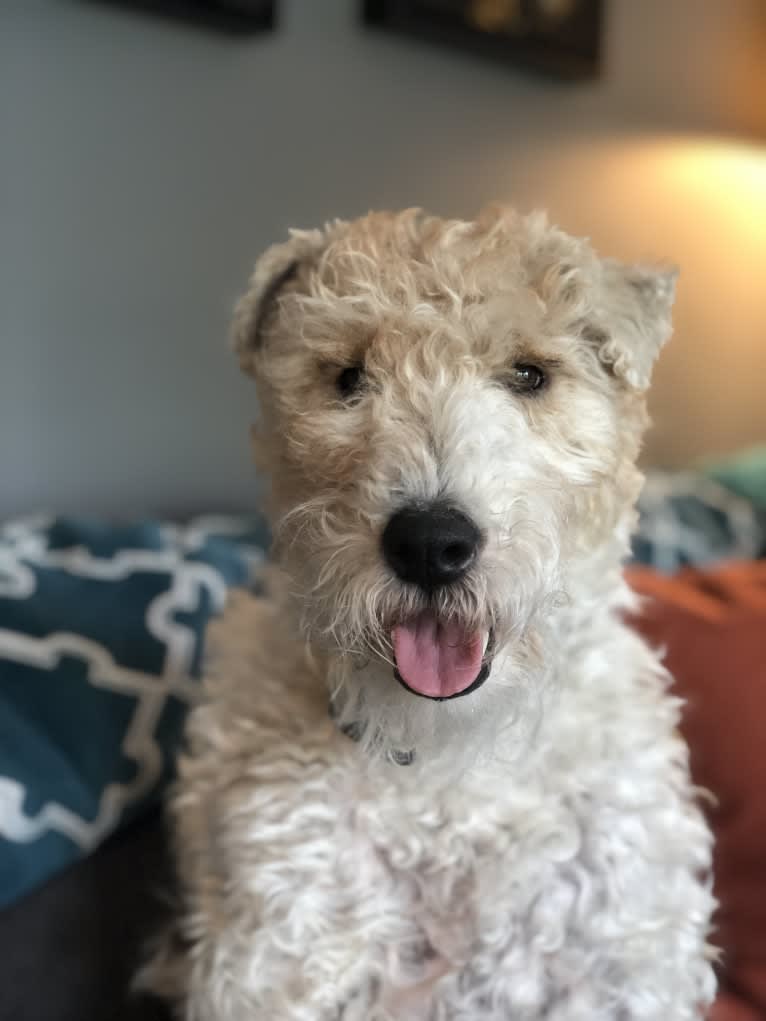 Shadow, a Wire Fox Terrier tested with EmbarkVet.com