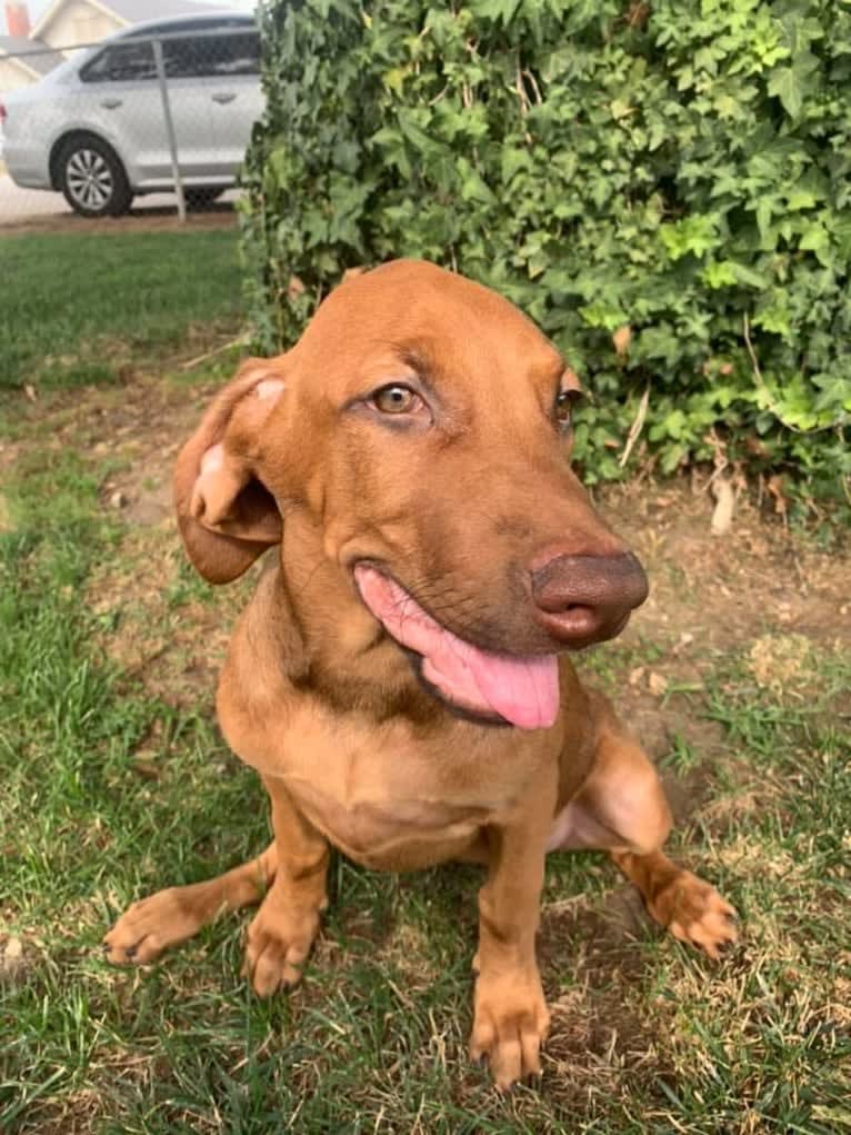 Nugget, a Doberman Pinscher and Neapolitan Mastiff mix tested with EmbarkVet.com