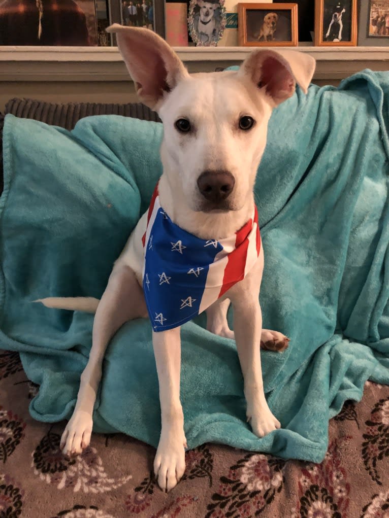 Ham, an American Bully and Dalmatian mix tested with EmbarkVet.com