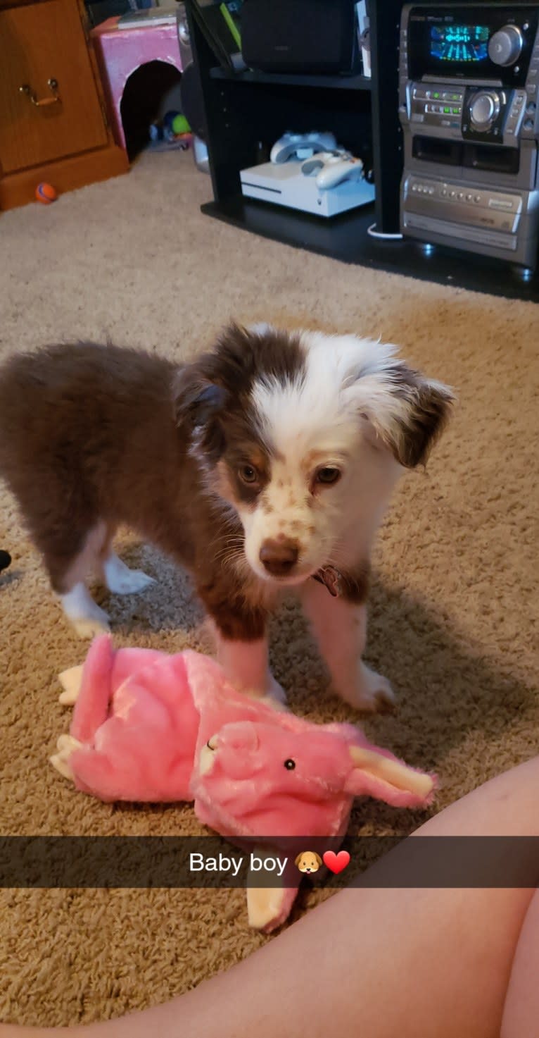 Berlin, an Australian Shepherd tested with EmbarkVet.com