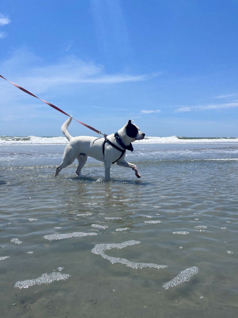 River, an American Pit Bull Terrier and Australian Cattle Dog mix tested with EmbarkVet.com