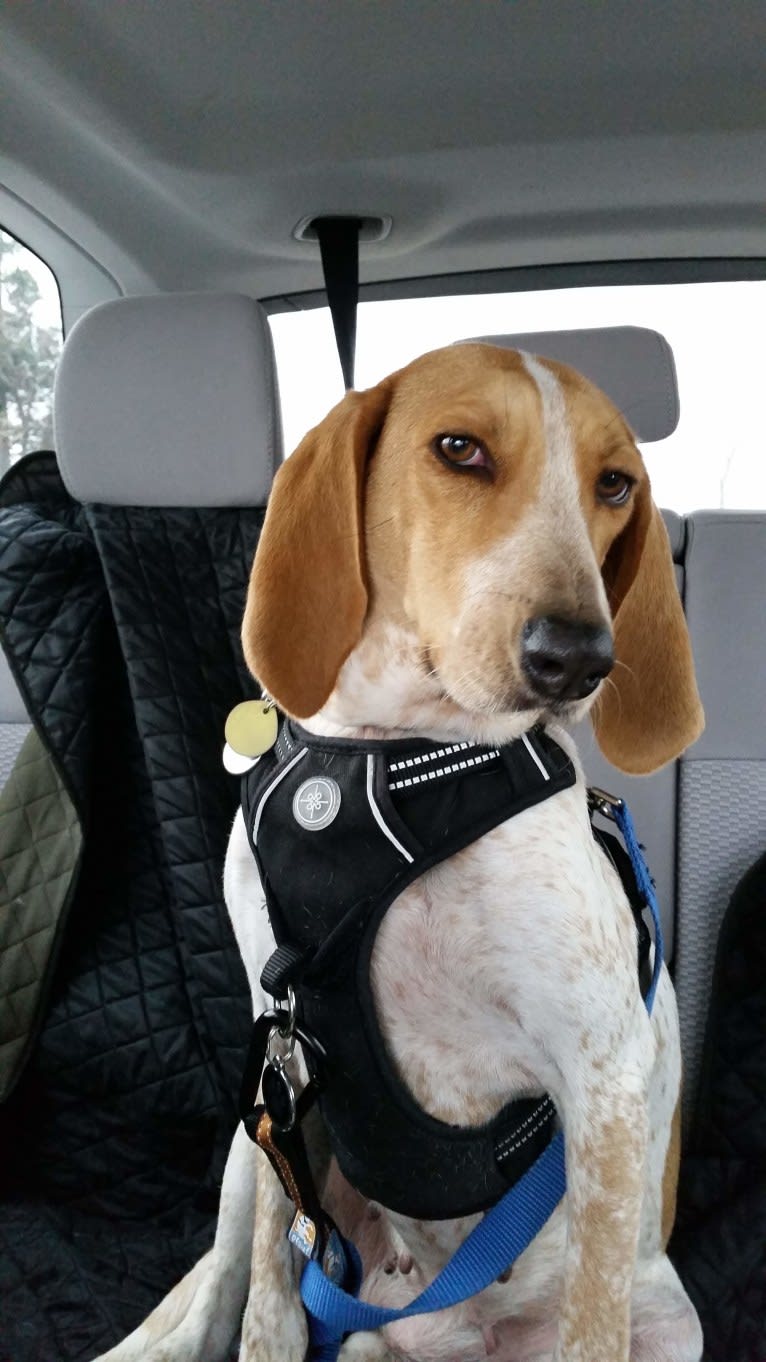 Jasper, an American English Coonhound tested with EmbarkVet.com