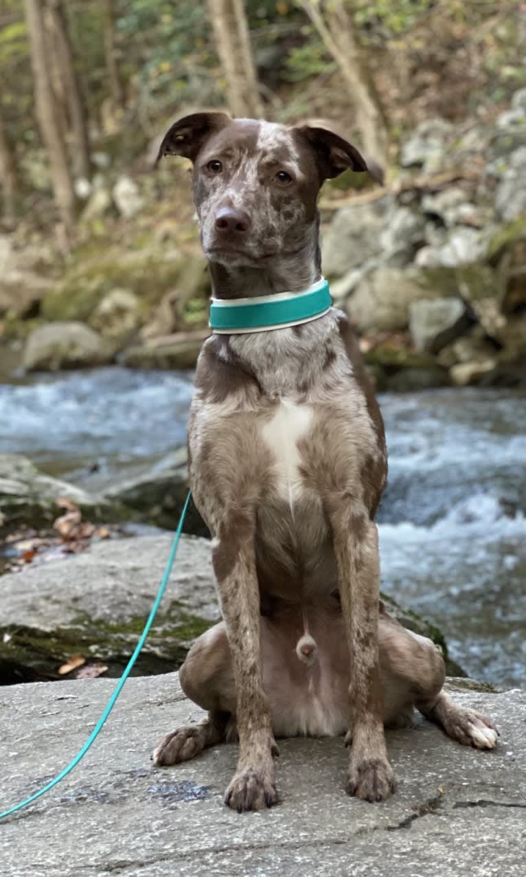 Davey Jones, an American Pit Bull Terrier and Labrador Retriever mix tested with EmbarkVet.com