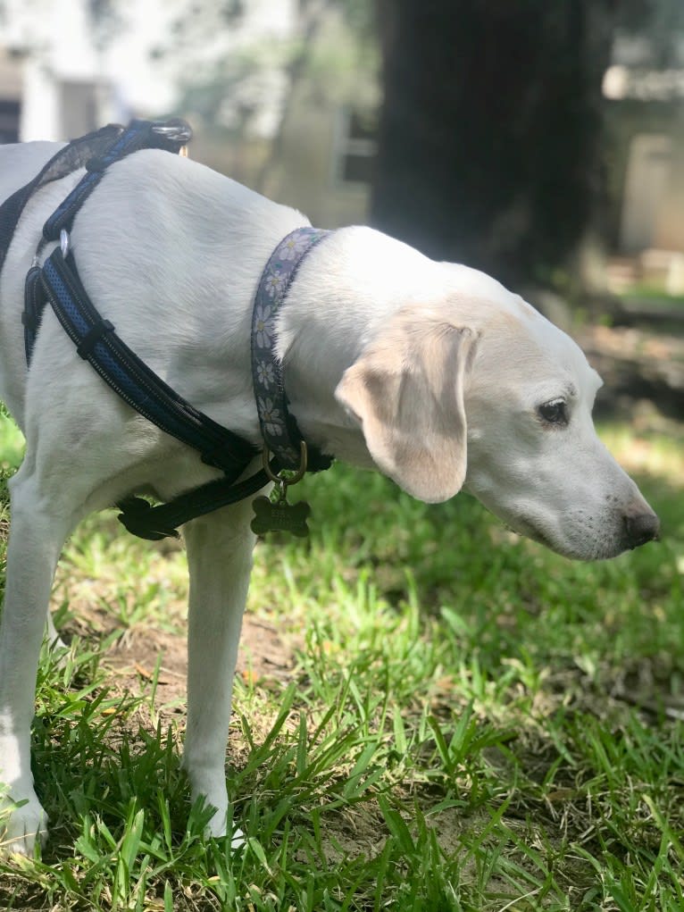 Eira, a Cocker Spaniel and Beagle mix tested with EmbarkVet.com