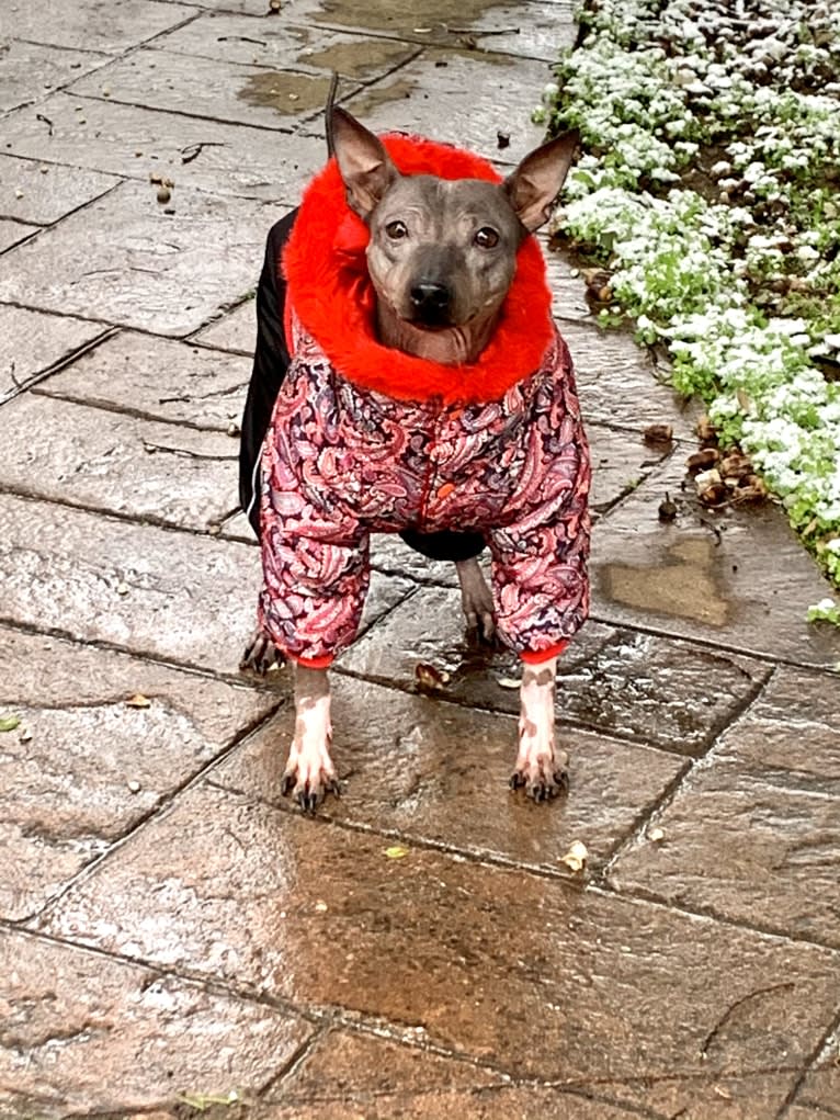 IRVINA VITA DALIMBERTI, an American Hairless Terrier tested with EmbarkVet.com