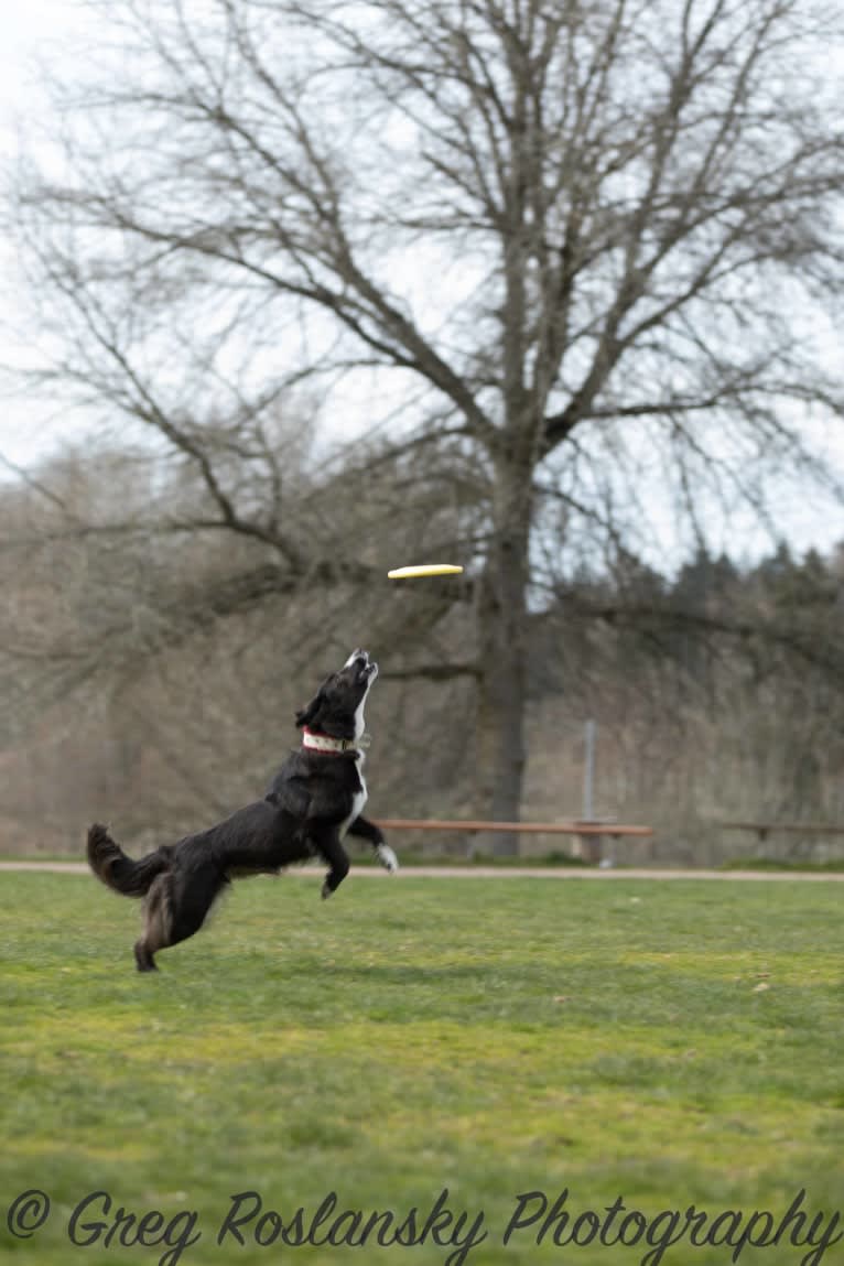 Jane, an English Shepherd tested with EmbarkVet.com