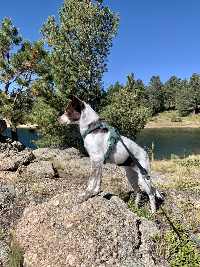 Darla, an Australian Cattle Dog and Border Collie mix tested with EmbarkVet.com