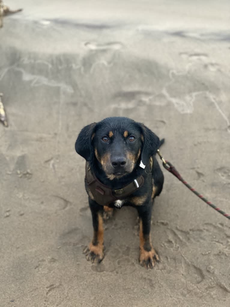 Arlo, a Labrador Retriever and Pointer mix tested with EmbarkVet.com