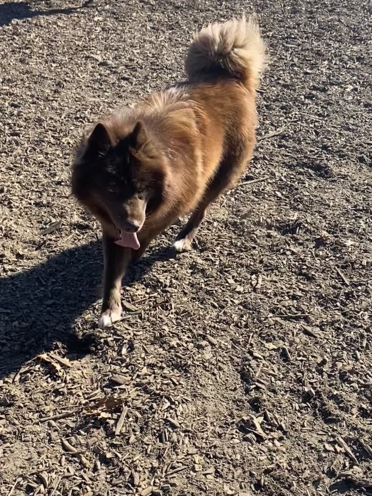 Vator, a Siberian Husky tested with EmbarkVet.com