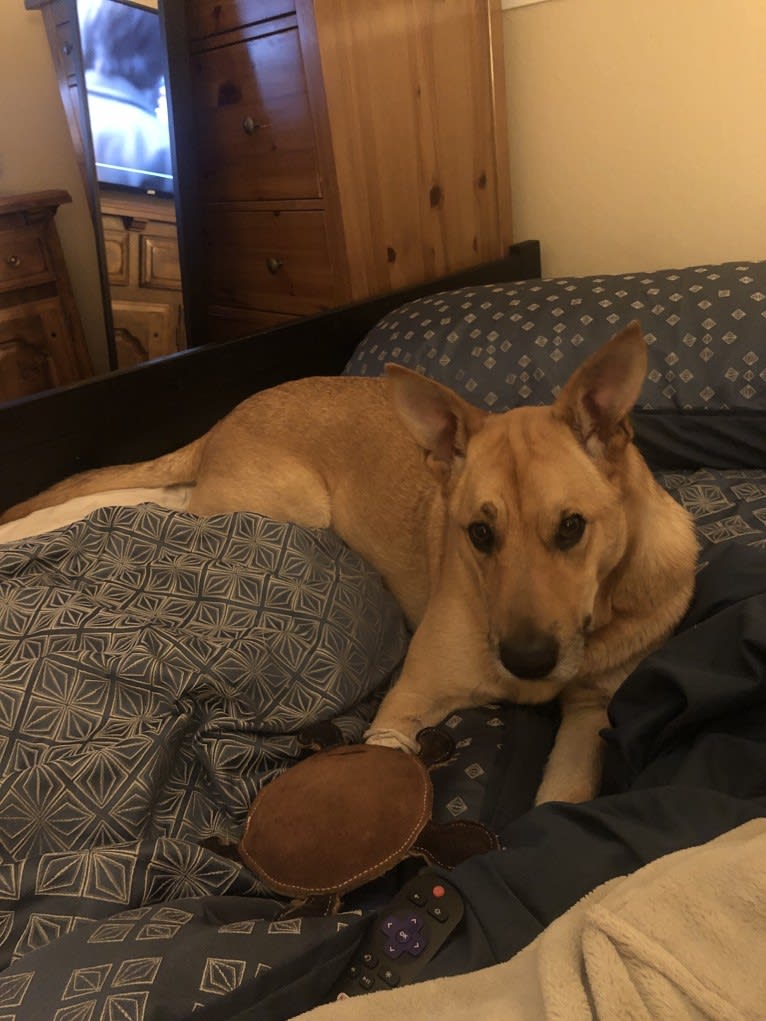 Chewbacca, a German Shepherd Dog and Australian Cattle Dog mix tested with EmbarkVet.com