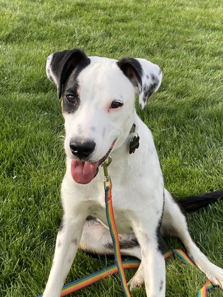 Frankie, an Australian Cattle Dog and American Pit Bull Terrier mix tested with EmbarkVet.com