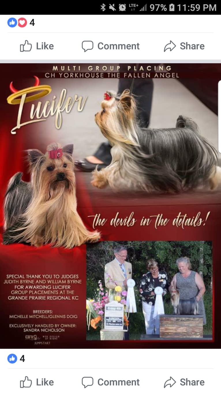 Lucifer, a Yorkshire Terrier tested with EmbarkVet.com