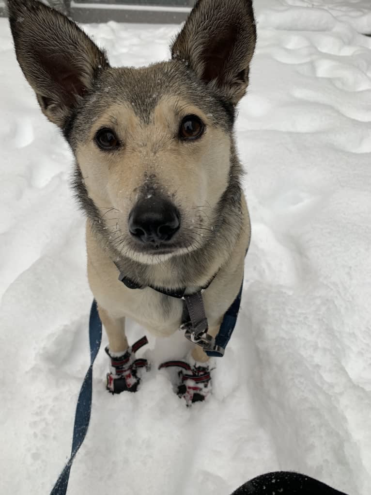 Wolf, a Miniature Pinscher and American Eskimo Dog mix tested with EmbarkVet.com