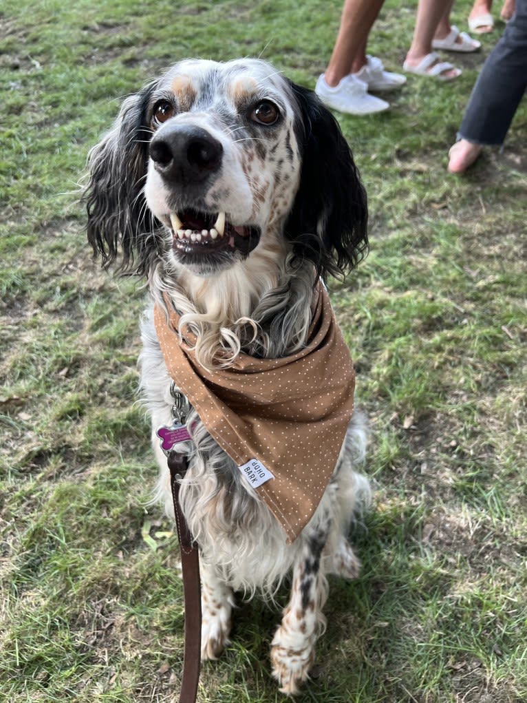 Harper, an English Setter tested with EmbarkVet.com