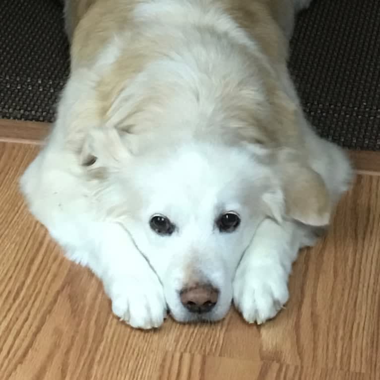 Arvo Arvanetti, a Golden Retriever and Shih Tzu mix tested with EmbarkVet.com