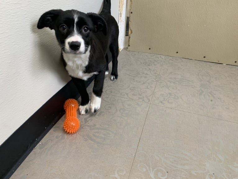 Petunia, an Australian Cattle Dog and Beagle mix tested with EmbarkVet.com