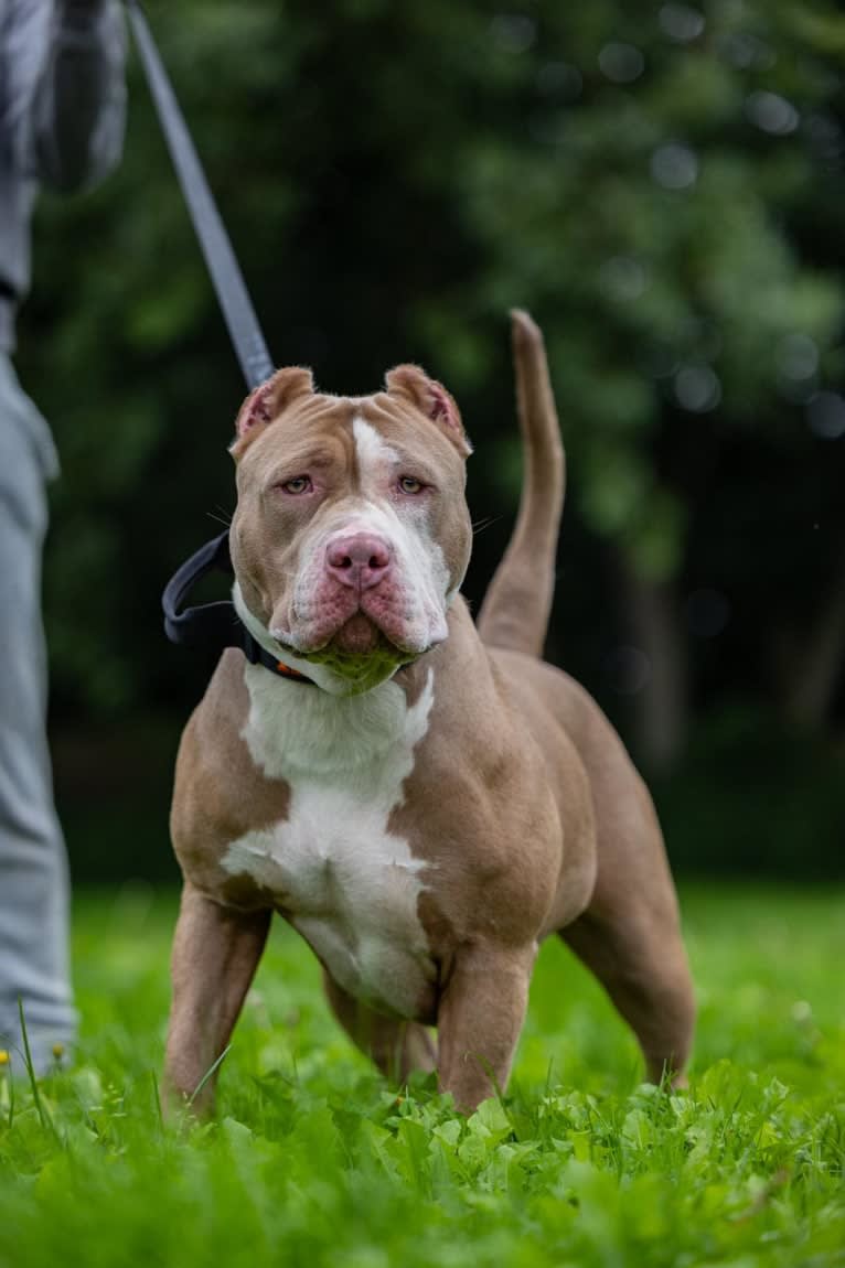 Kali, an American Bully tested with EmbarkVet.com