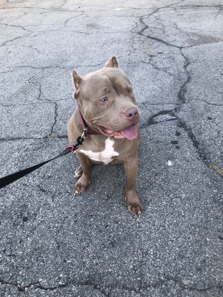 Teally, an American Bully tested with EmbarkVet.com