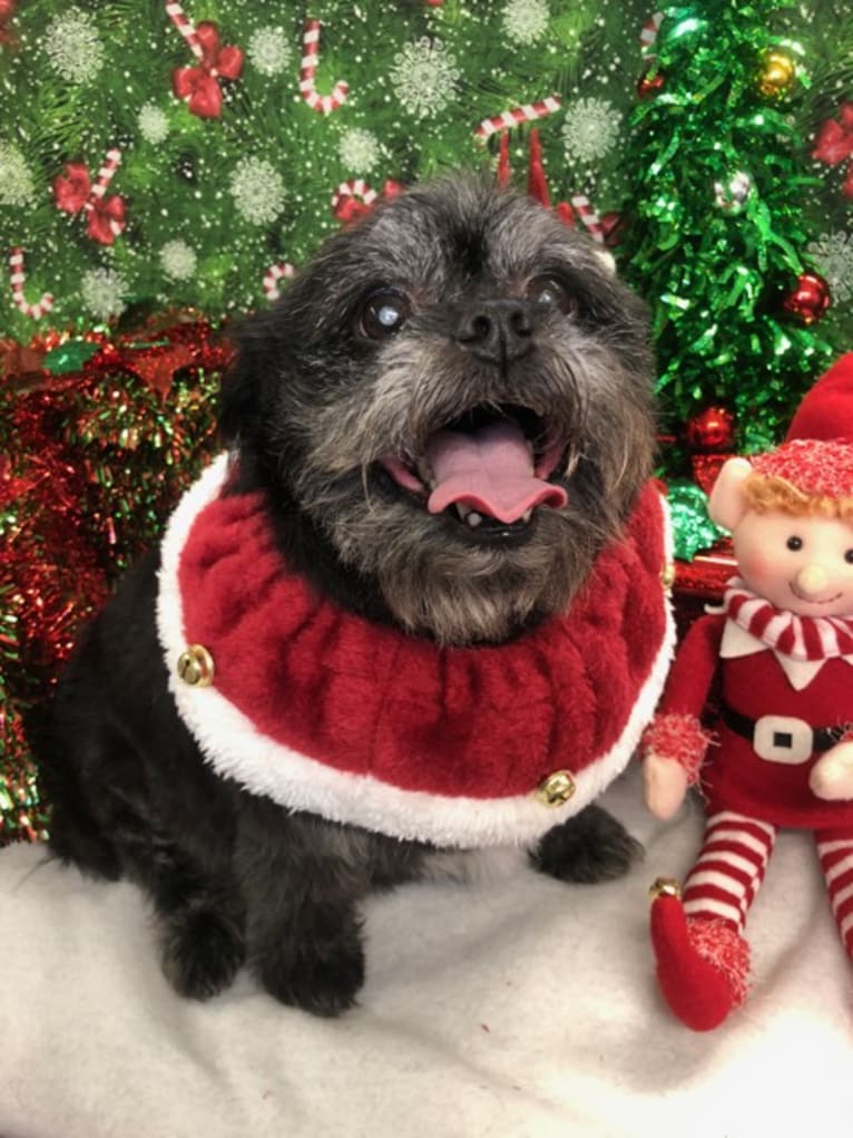 Dinky, a Pekingese and Poodle (Small) mix tested with EmbarkVet.com