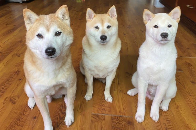 Cymba, a Shiba Inu tested with EmbarkVet.com