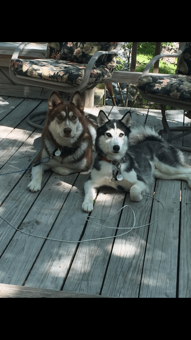 Merle, a Siberian Husky and Boxer mix tested with EmbarkVet.com